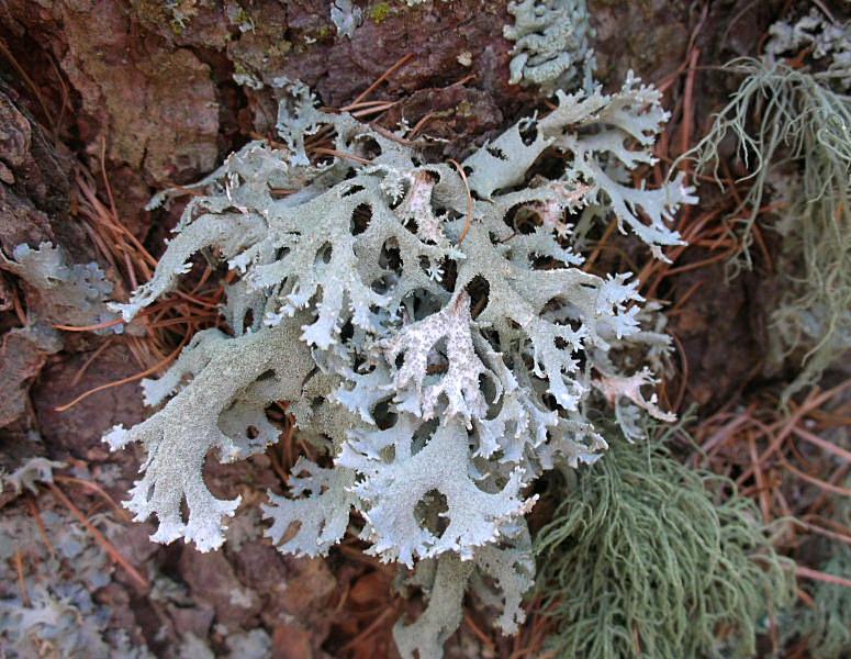 Pseudevernia furfuracea dalla Val d'' Aosta